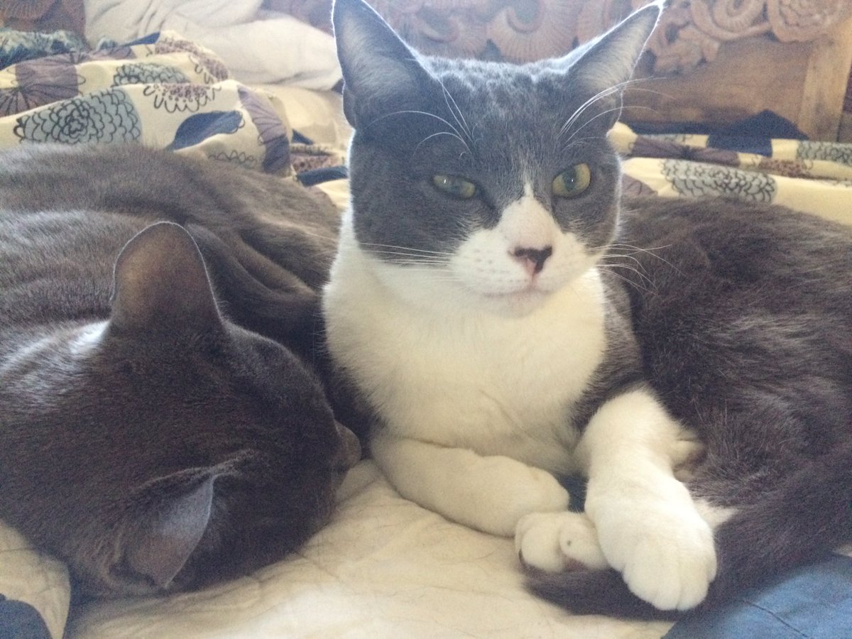Toad, left; Frog, right, giving subtle side eye to the camera. #CatsOfTwitter #graycats #brothers #sleepy