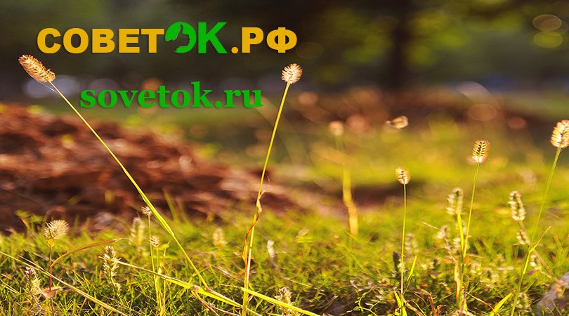 У нас Вы найдете только Полезные советы, Секреты мастеров, классные Идеи для жизни, Лайфхак sovetok.ru советок.рф