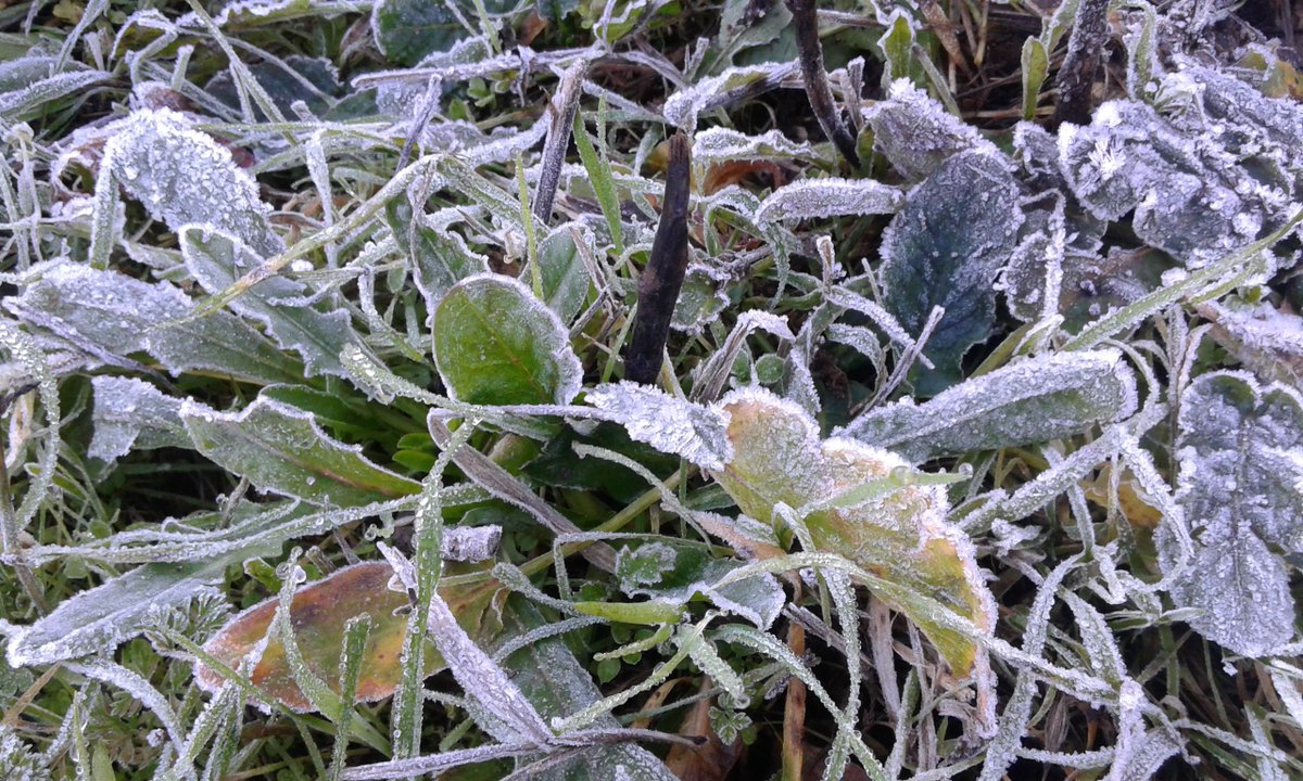 ephemeralworks's tweet photo. #FrozenWinter #leavespoetry #photography https://t.co/fClEfUiVOu