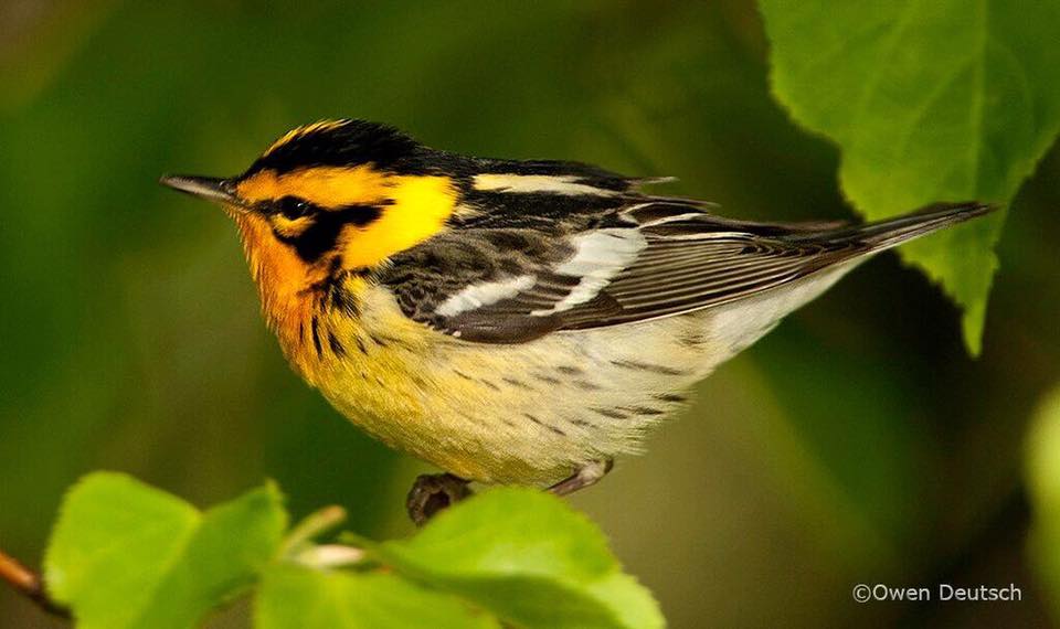 The Blackburnian Warbler is the only North American warbler with an orange throat. photo in Chicago, Illinois by Owen Deutsch