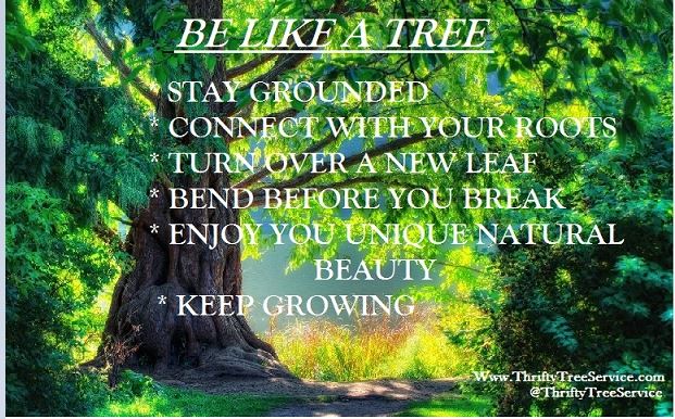 ThriftyTreeInc's tweet photo. We can learn allot from trees........
#TreeQuote #ThriftyTreeService https://t.co/6fazSVnrPm