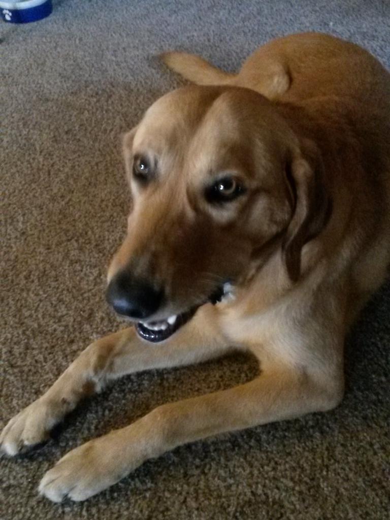 GramDogHomestay's tweet photo. Pls RT FOUND DOG in Reno 89502 https://t.co/g6FAEshQmw