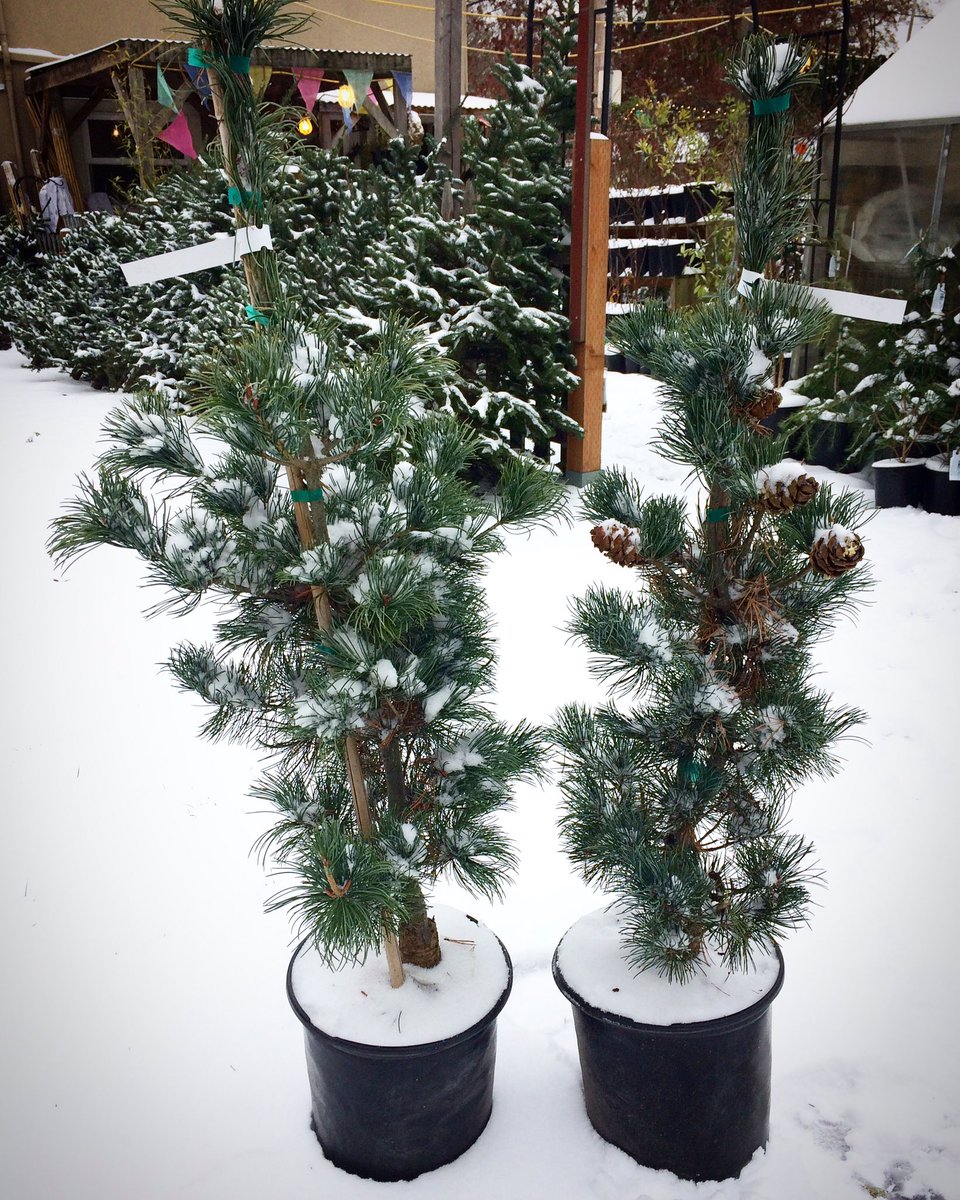 BeesNursery's tweet photo. We're open and have lots of nice potted and cut #ChristmasTrees! #pdxsnow #PDXsnowpocalypse https://t.co/Otm2z5SB3G