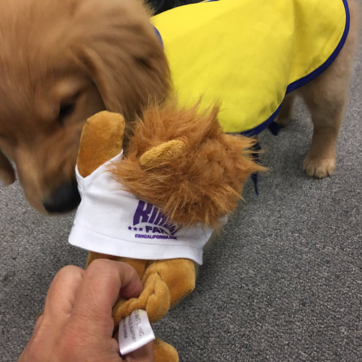 ballplayinmom's tweet photo. Ticha 2 is here for a visit with the Kings Community Team!! #officetherapy @CCIGoldRush @ccicanine @LA03 https://t.co/UTCQTkEHhX