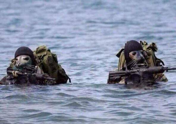 Wildlife_Gift's tweet photo. I wouldn't be the one to go against these #Navy seals! https://t.co/uYeQSbjpdk
