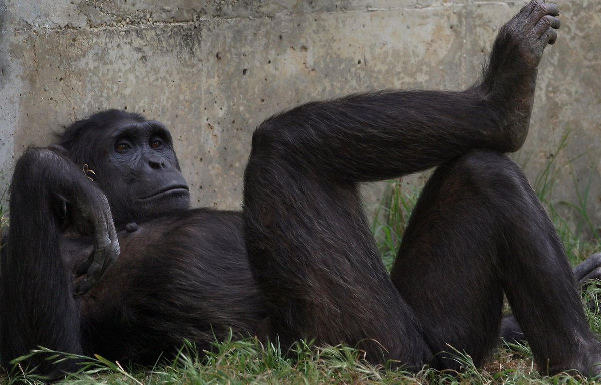 VortexStyx's tweet image. Perché l'uomo non ha l'osso del pene qoo.es/jgp