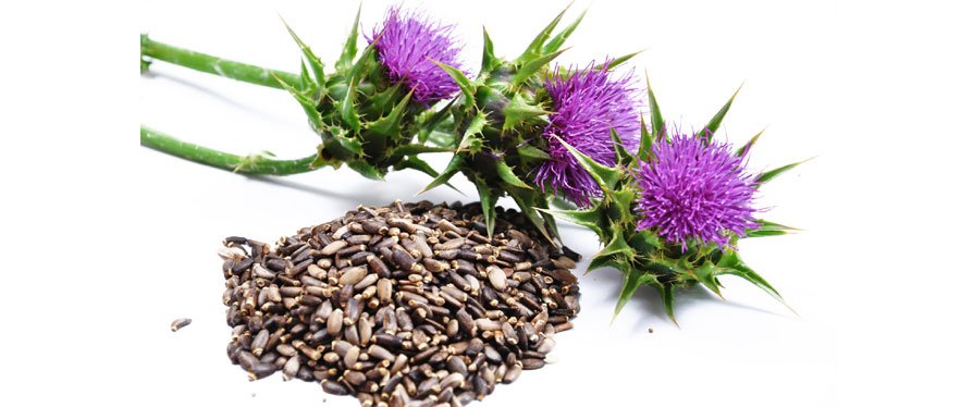 curatedfetch's tweet image. Milk Thistle…Detox for your Pet pawstothesky.wordpress.com/2016/12/15/mil…