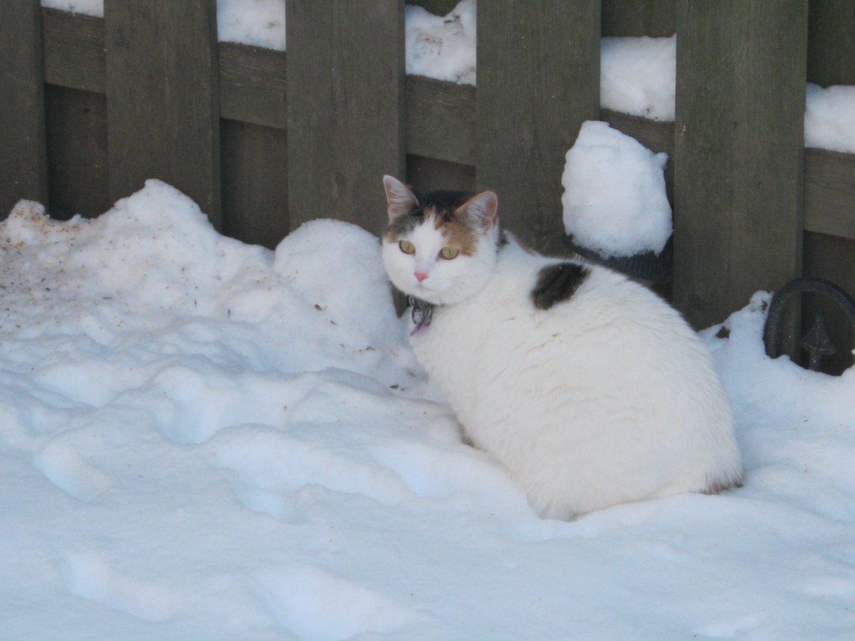 Cats In The House 4664 tweet media