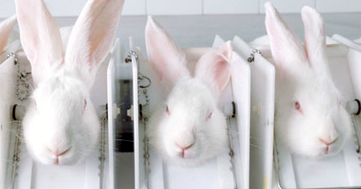AnimalsAus's tweet image. The Aus 'Govt wants too know how you feel about a BAN on extreme cruelty of cosmetic testing. Hurry! Closes today: consultations.health.gov.au/best-practice-…