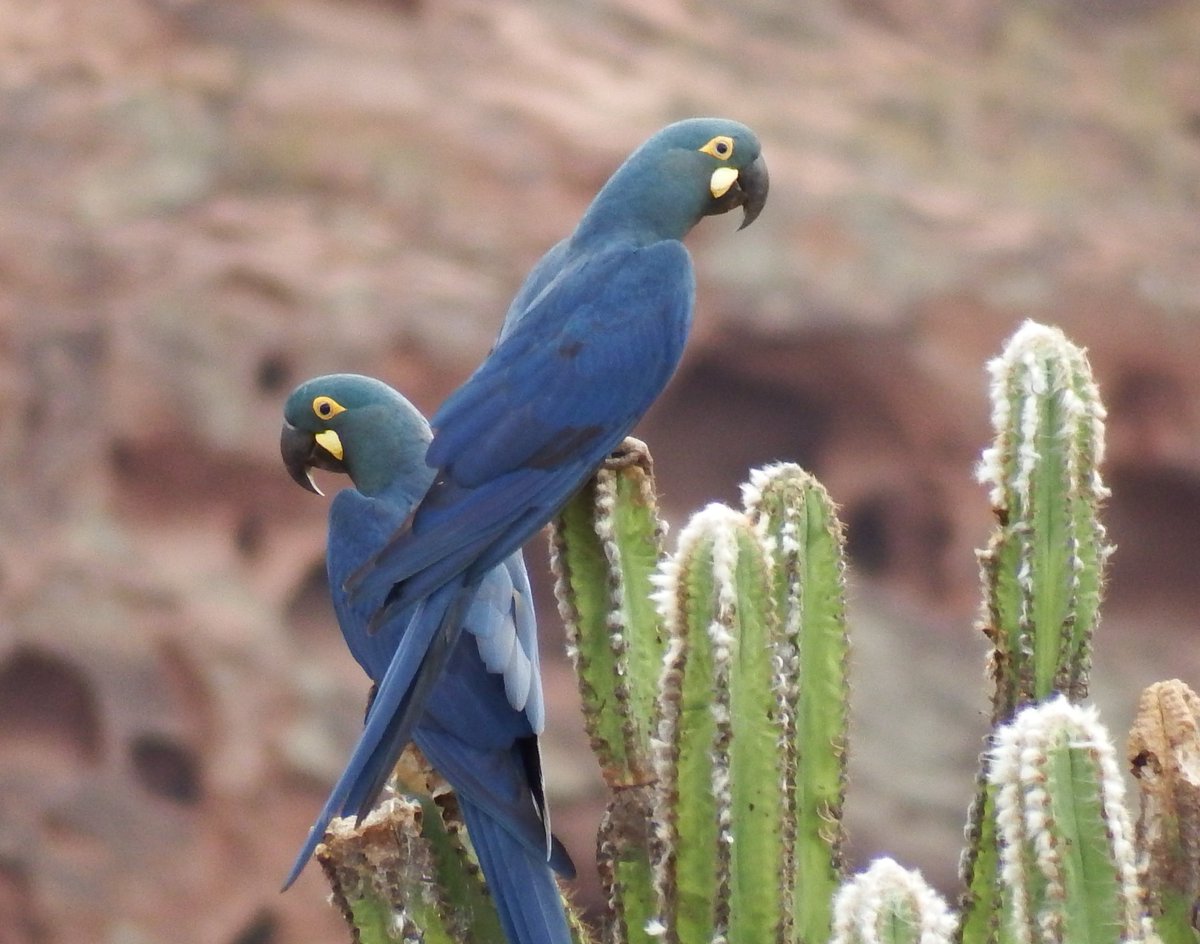 prjepson's tweet photo. Brill morning experiencing Lear's Macaw spectacle with @RichardLadle #Brazil #Conservation success https://t.co/q1sKAs1uy6