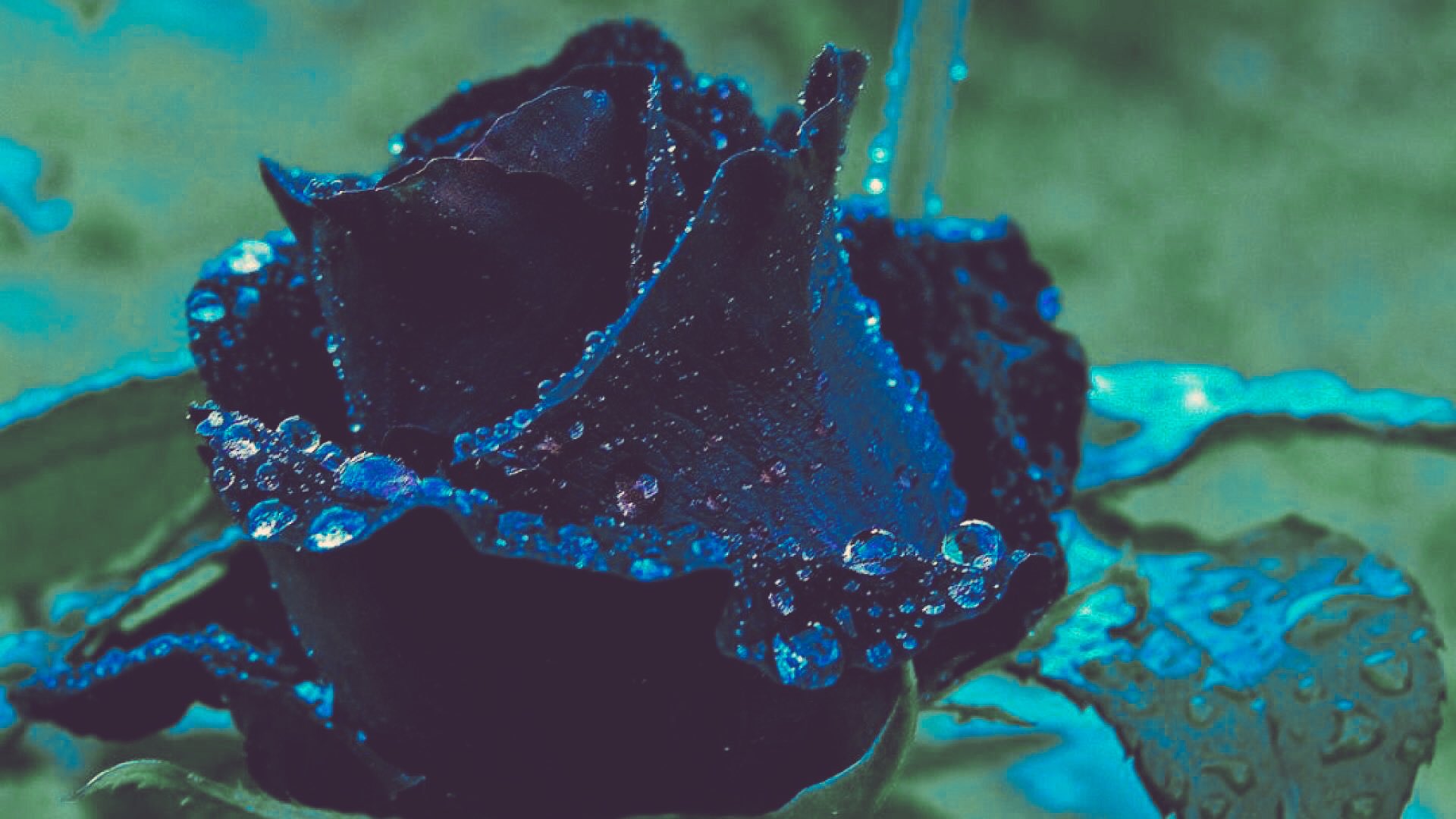 S Yao 黒薔薇の花言葉 貴方はあくまで私のモノ 憎しみ 恨み 薔薇って光と闇二つ兼ね揃えてる からこんなにもartで愛されるのかも しれない 美 光 闇 苦 まるで 喜 S Yao 黒薔薇の花言葉 貴方はあくまで私のモノ 憎しみ 恨み 薔薇って光と闇二つ兼ね揃えてる からこんなにもartで愛されるのかも しれない 美 光 闇 苦 まるで 喜