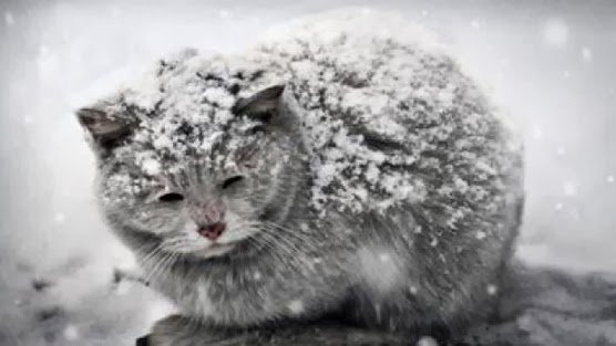 miyavistanbul's tweet photo. Üşüyorlar ve söyleyemiyorlar... #biryuva #sokakhayvanları #kedi https://t.co/P8ep1UtPx1