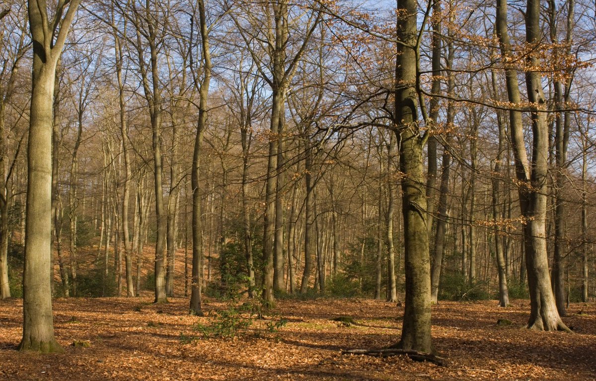 Forestry Commission Twitter