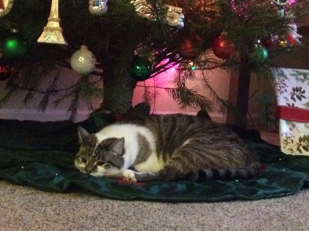 janetlmondragon's tweet photo. Simba likes sleeping under the Christmas tree!
#ValleyFirePets #Christmas https://t.co/0y5tjlaFHz