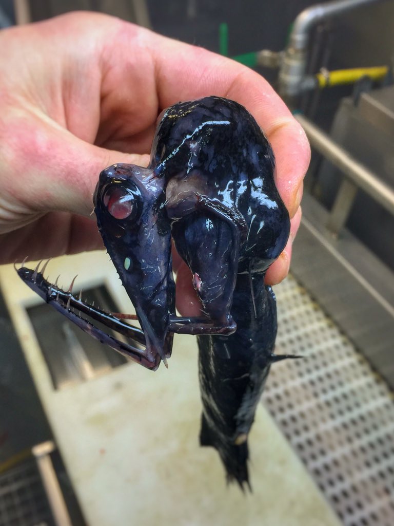 Deep Sea Fisherman Posts His Findings On Twitter And Oh My God Spacebattles