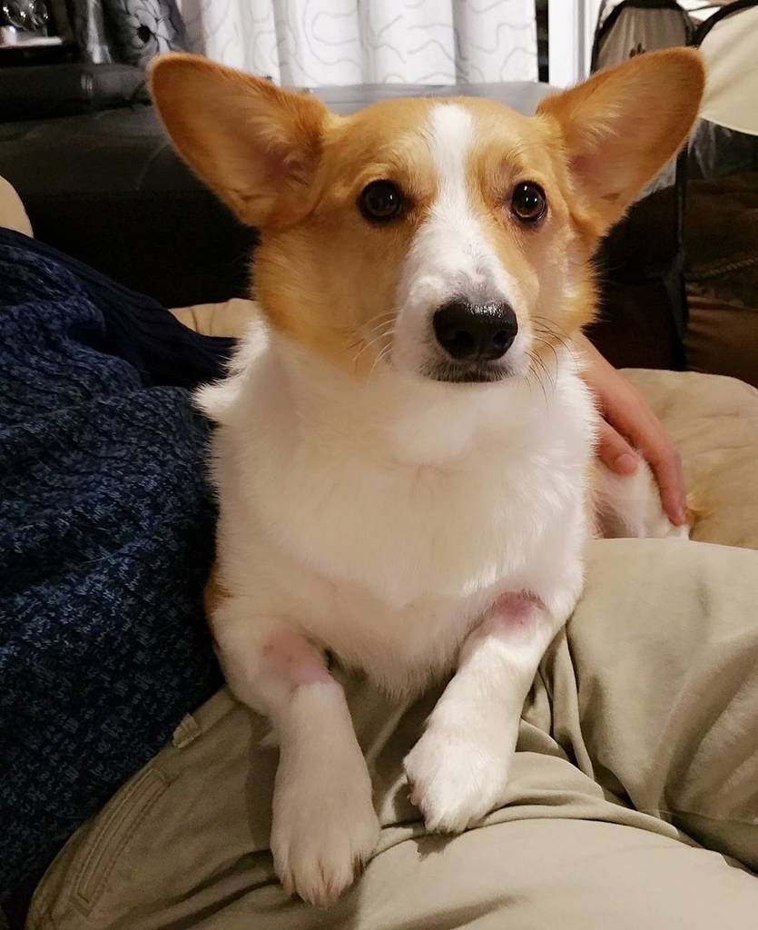 Chuibb_Corgi's tweet photo. Bae's surgery went very well yesterday, she's now resting and recovering at home โค๏ธ
#PoorBโฆ https://t.co/3gwYeRpXQa https://t.co/yRzvuBugwZ