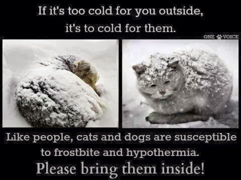 Barbi_Twins's tweet image. WINTER PET CARE-Pets are dying-Keep inside-No tethering-Bump car hood-Make shelter(use straw)alleycat.org/ShelterGallery
petfinder.com/dogs/dog-care/…