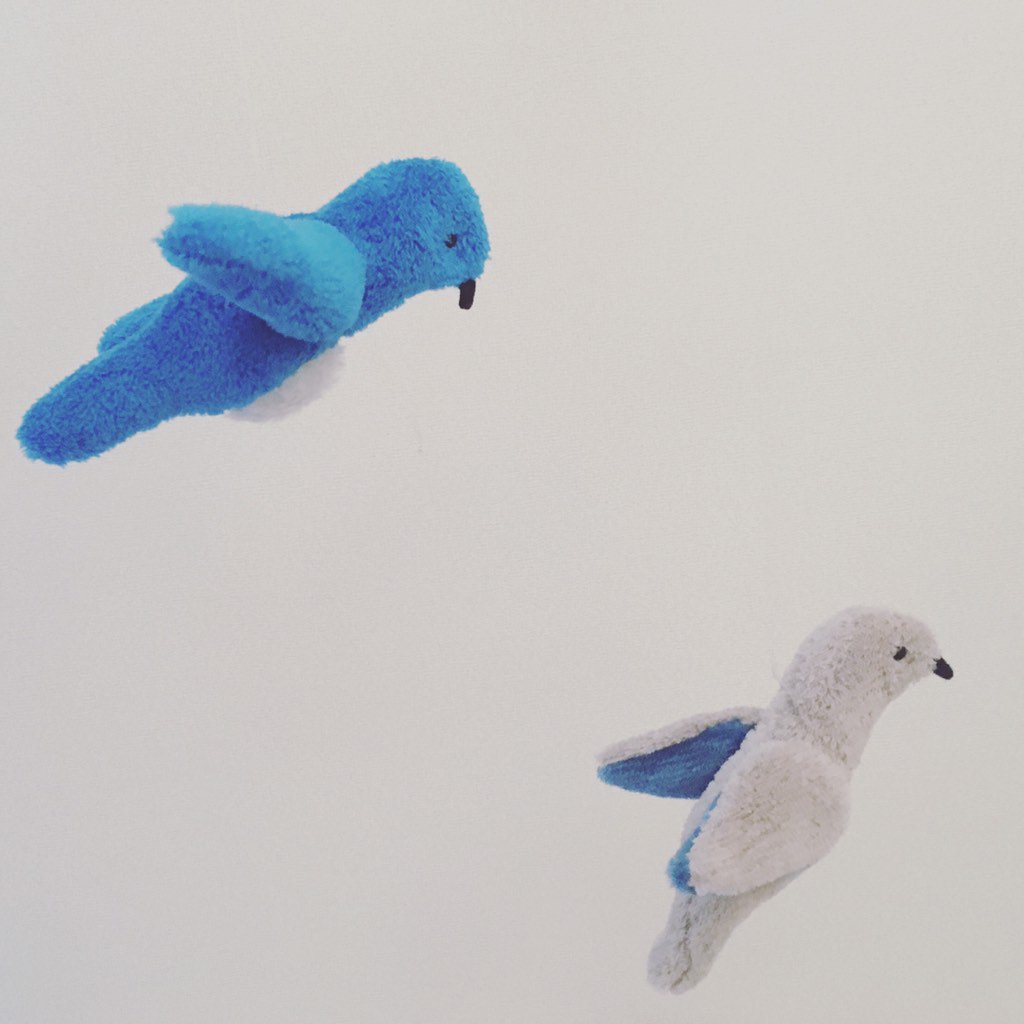 マウンテンブルーバード