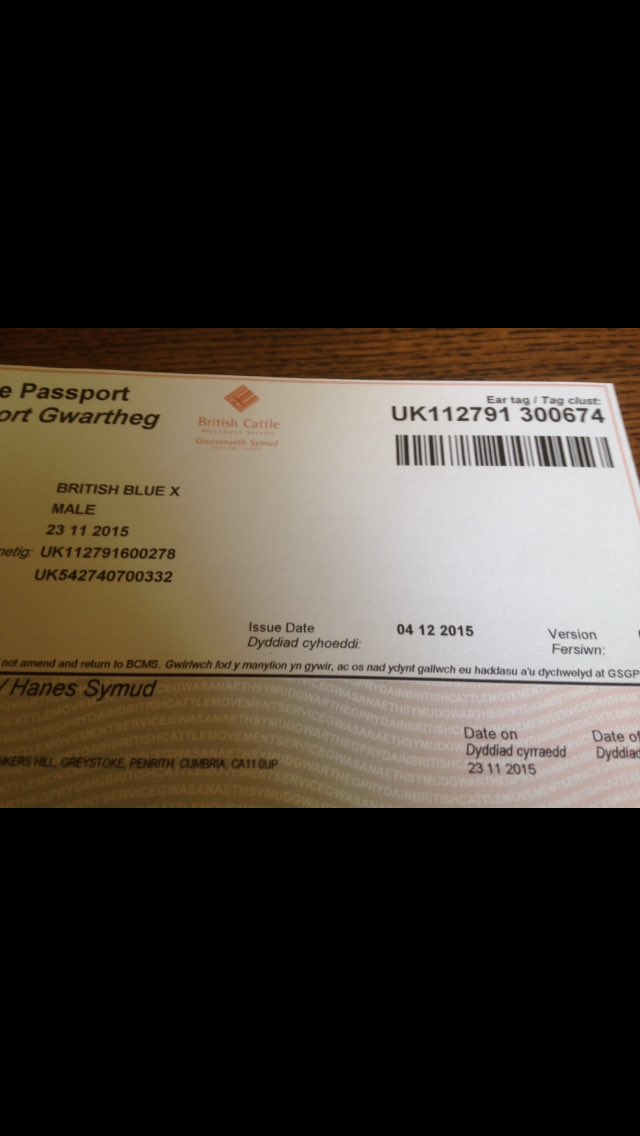Day 16 of advent. 
Just like us . Cows need passports to travel around! So that bcms know exactly where around the country cattle are