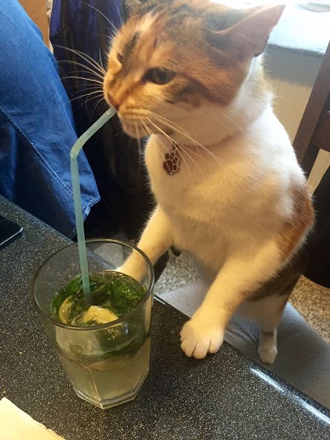 EnricoFernando7's tweet image. Je viens avec pustule mon autre pote ! il adore les mojitos !!