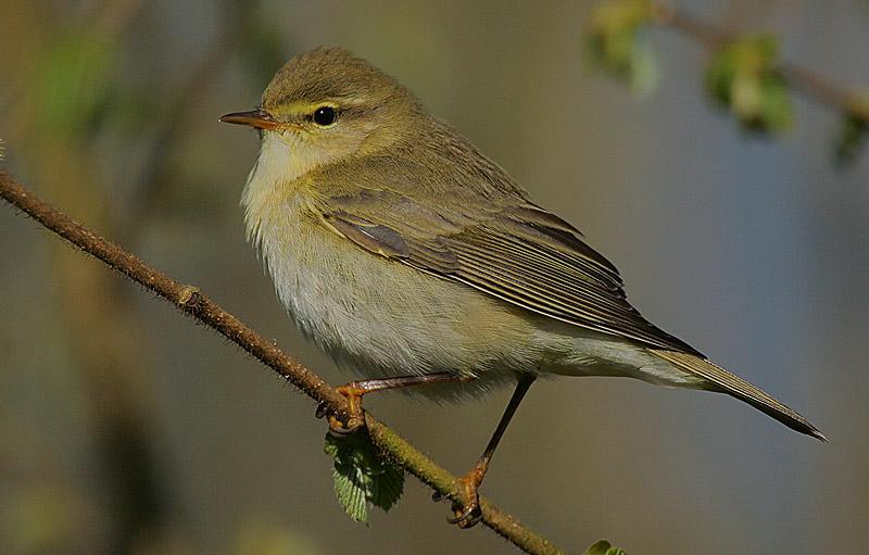 bentique3's tweet photo. looking at the #willowwarbler and the #twanyflankedprinia n 🙄wondering is it only me that confuses these two birds #itsUganda #itsUniqueness https://t.co/9bQPSZk641