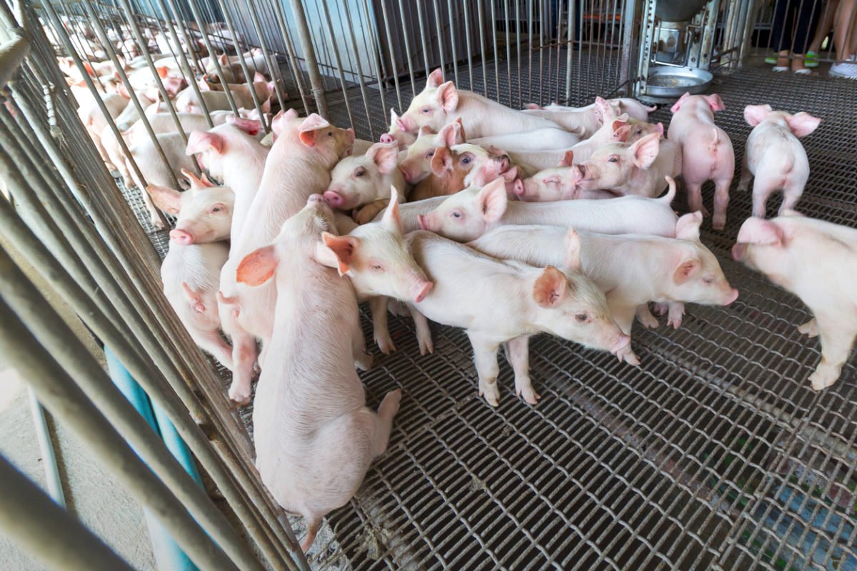 "Nightmare” Bacteria Resistant to Last-Resort Antibiotics Discovered on Midwest U.S. Farm civileats.com/2016/12/15/260… <a href="/civileats/">Civil Eats</a> @xtinacooke