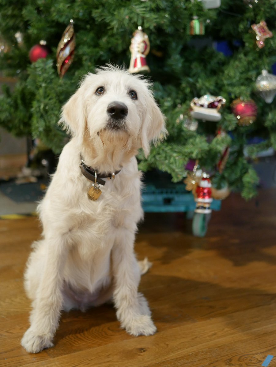 TheGuidePuppy's tweet photo. I didn't think I would have to ask to be the Christmas Tree Angel! Come on, @RuthieeL @EamonnHolmes, you know you're biased...#TMTreeSelfie https://t.co/VZnUUkjc3a
