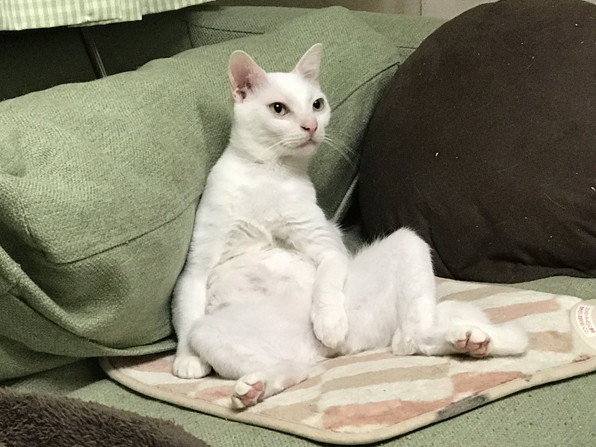 ねこかます En Twitter 吾輩は猫である ただ言いたいセリフを言う