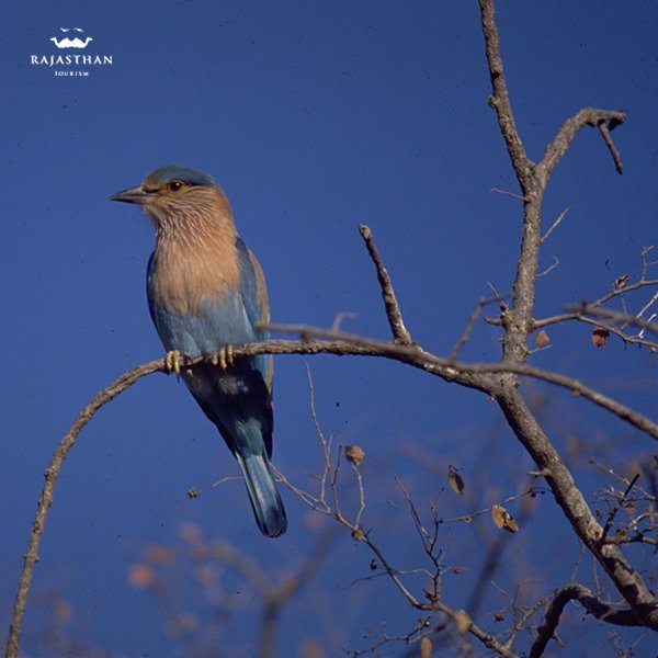my_rajasthan's tweet photo. Bird watchers and enthusiasts, it’s time to head to #Rajasthan! Bharatpur is all set to welcome its annual migratory winged visitors. https://t.co/Jn5MfjYRIt