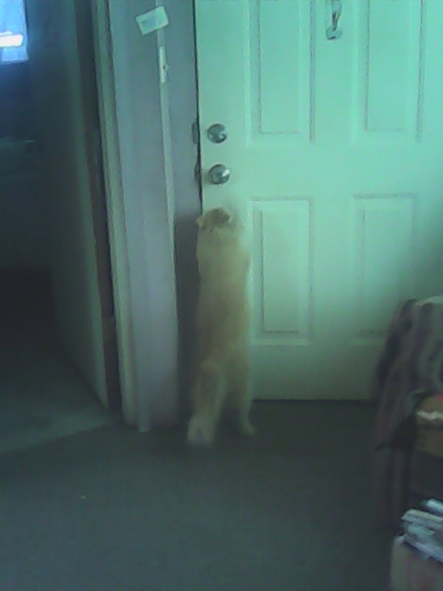 BenekeToni's tweet image. Wish my buddy Rocky would understand #1He can't turn the knob or dig out, #2 its freezing -8 degrees out!!