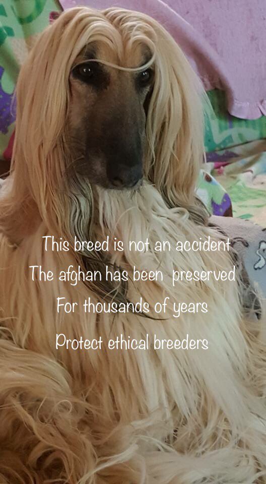 PeterHennig7's tweet photo. #scrapthebill .@JaalaPulford @dogsvic https://t.co/8Ht9XOX4sE