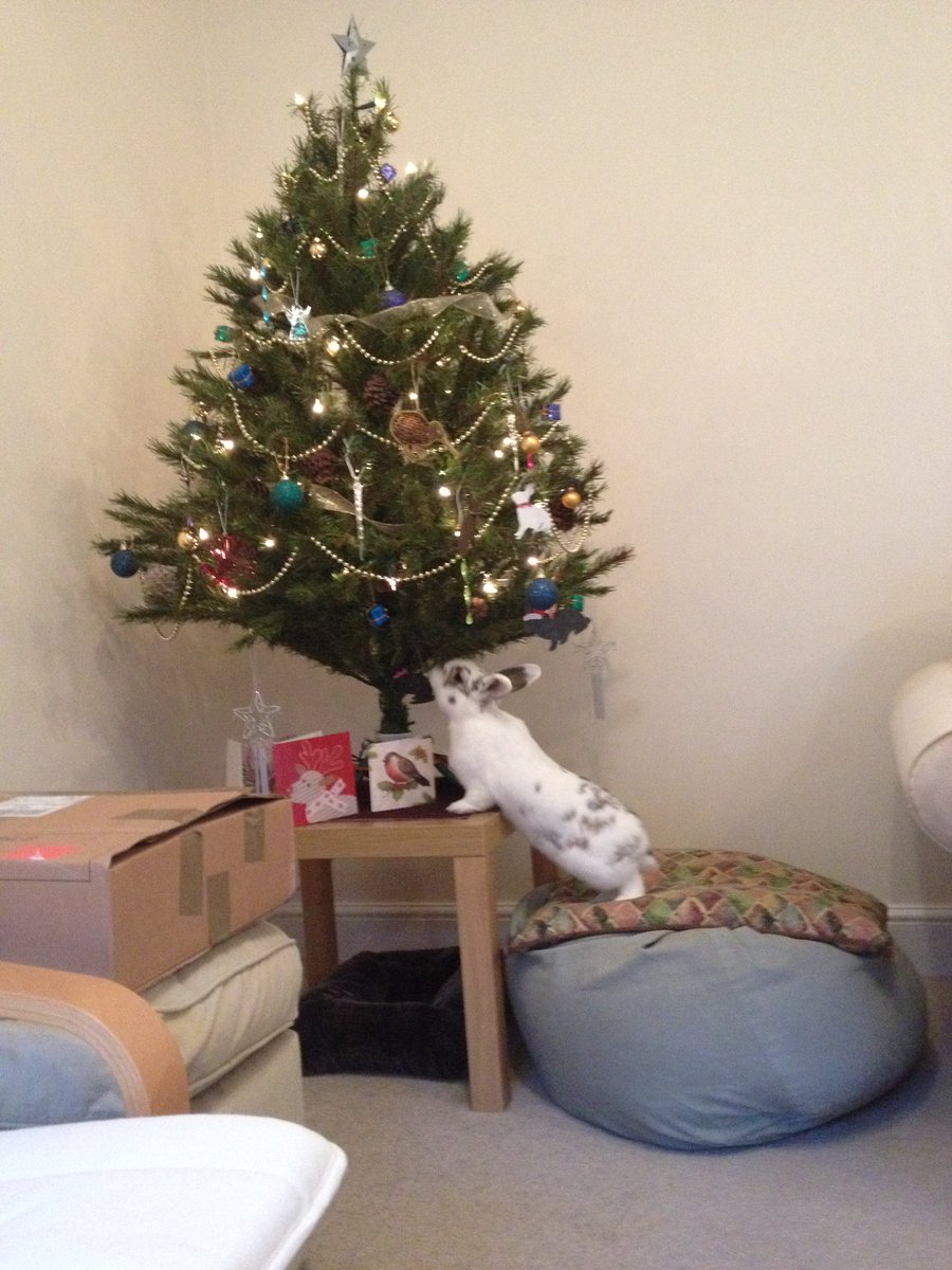 Lagolearn's tweet image. Day 16. Thanks Vanessa for this warning! Determined bunnies will climb to reach their prize! #adventcalendar #rabbit #lagolearn