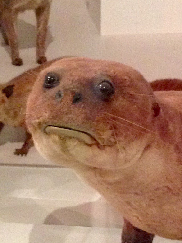 Téléchargement gratuit Images Crap Taxidermy On Twitter When You Stub Your Toe And You Re actualisé salutations