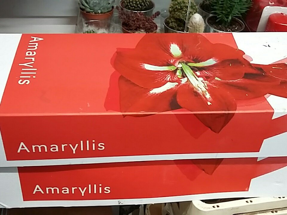 Beautiful #amaryllis red and white in the shop today #petalsinbloom #shoplocal