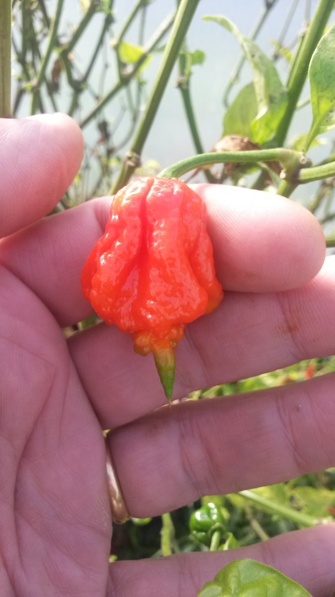 ChilliExperienz's tweet photo. We are still #chilli #cropping in #Portugal. Most of these plants are grown in @GardeningAngels #Quadgrow or #Chilligrow systems #hotxmas https://t.co/4TarXBHkMi