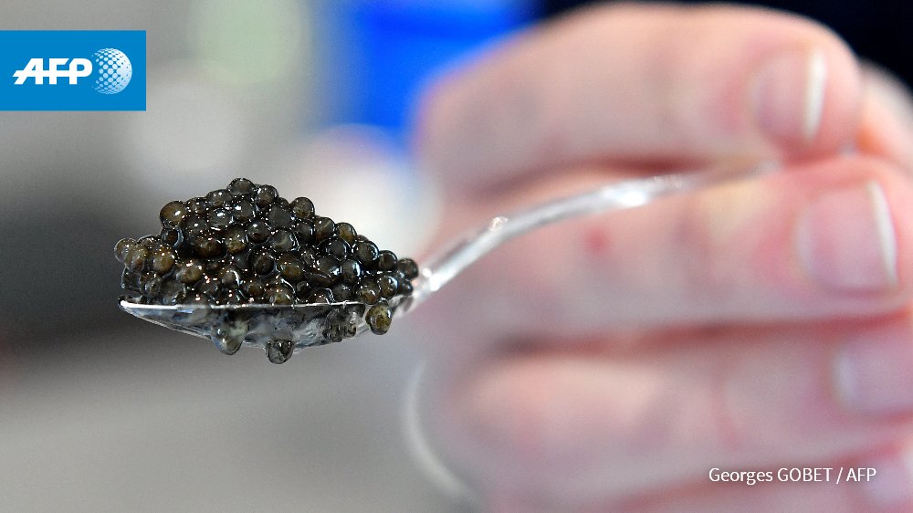 Incursion en terre aquitaine, à la rencontre du caviar français, une récolte de longue haleine u.afp.com/4if2 #AFP