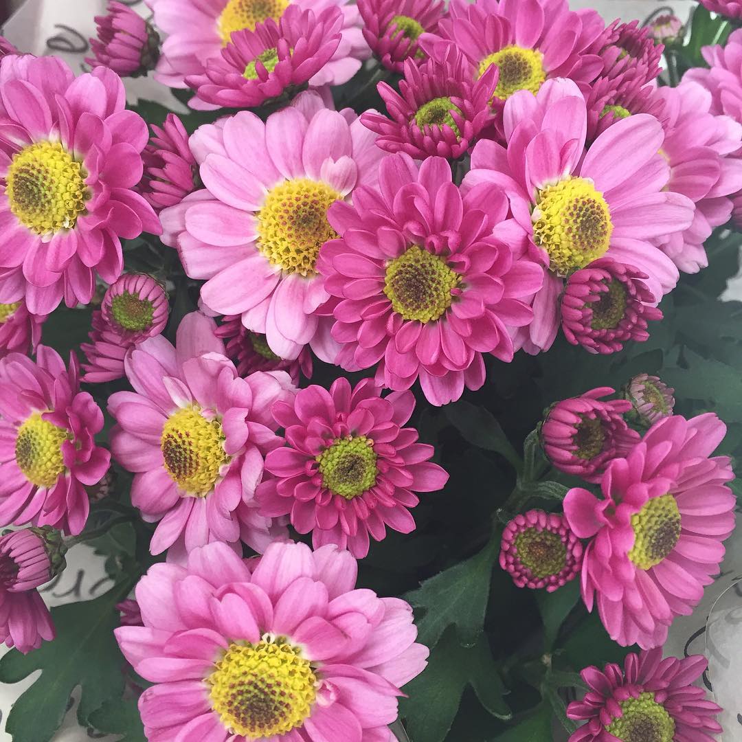 GiulianaFlores's tweet photo. #REPOST
@stylebypaty
Bom dia!
Flores da loja do #Blogdapaty by #giulianaflores
Compre pelo https://t.co/759avfUGid com o https://t.co/rMj7gHNOjg