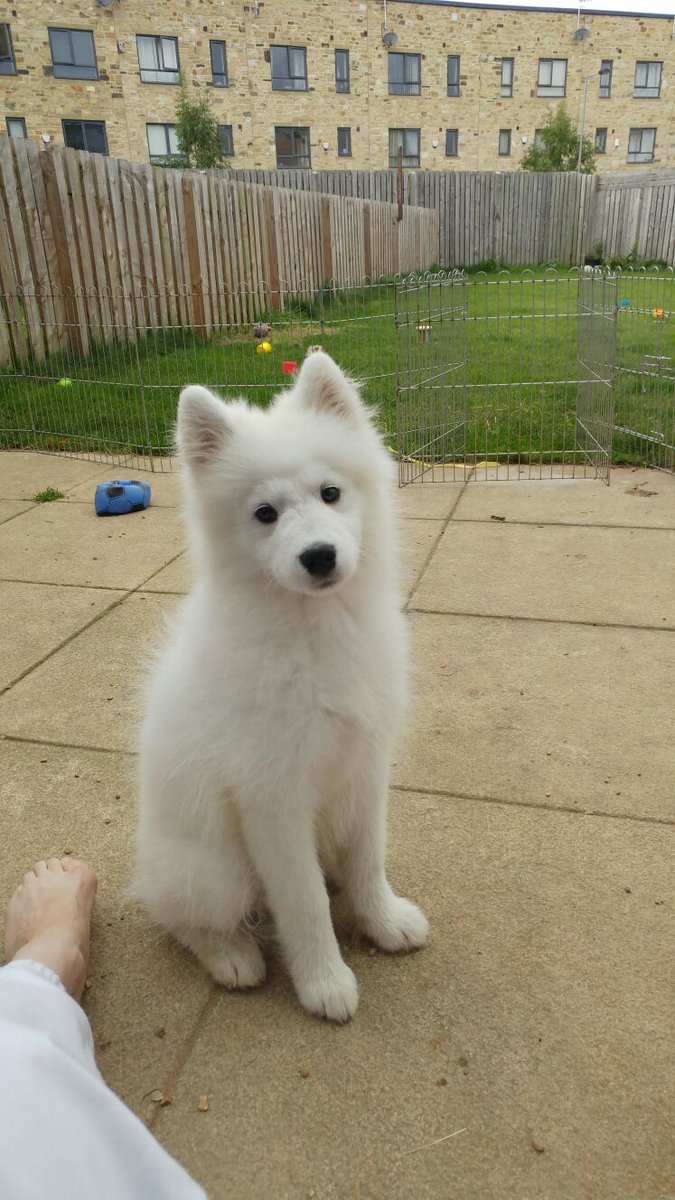 koreanfacekick's tweet photo. @IronsidePC is my Pupper enough? https://t.co/5Jwb1YUKuu