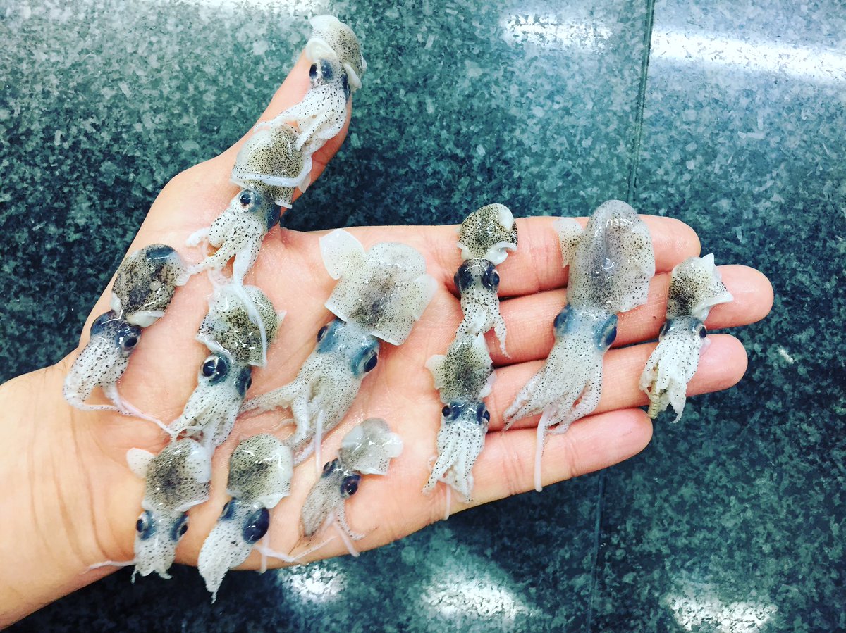 #Zotolihand #wildlife #wildsee #wildlifeaddicts #natura #mad100x100natura @michelangelo_mammoliti @lamadernassa