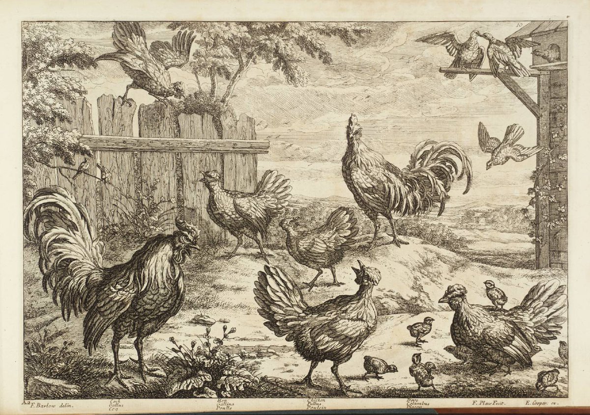 Происхождение курицы. Куры одомашнивание. Гравюра Фрэнсиса Барлоу (1626-1704). Куры и петухи в древности. Гравюра птицы.