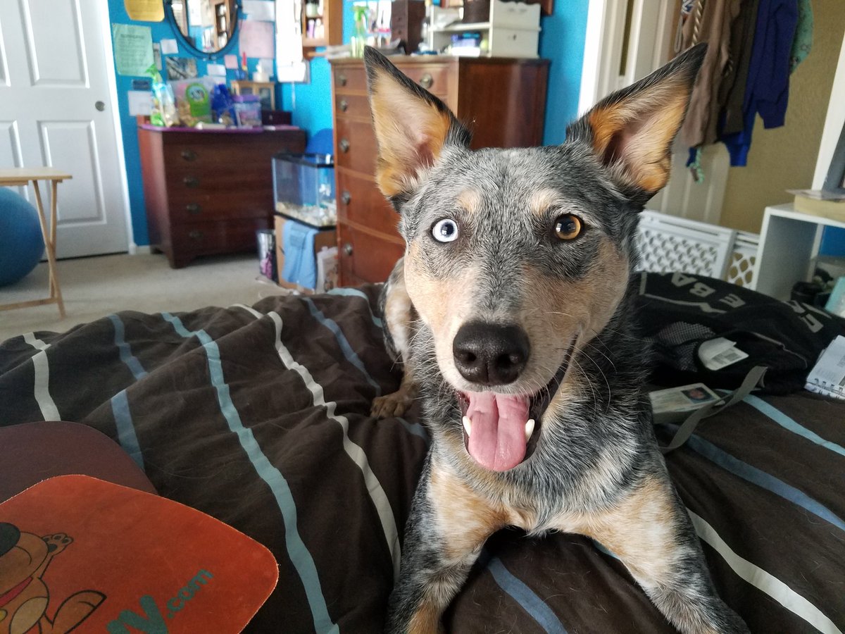 DiamondDogDaily's tweet photo. Simply cuteness #dog #toocute #petsmart #redbarninc #petco #dogmodel #adorableanimal #buzzfeedanimals #purina #heeler #smilingdog https://t.co/4Jdg6TDAoF