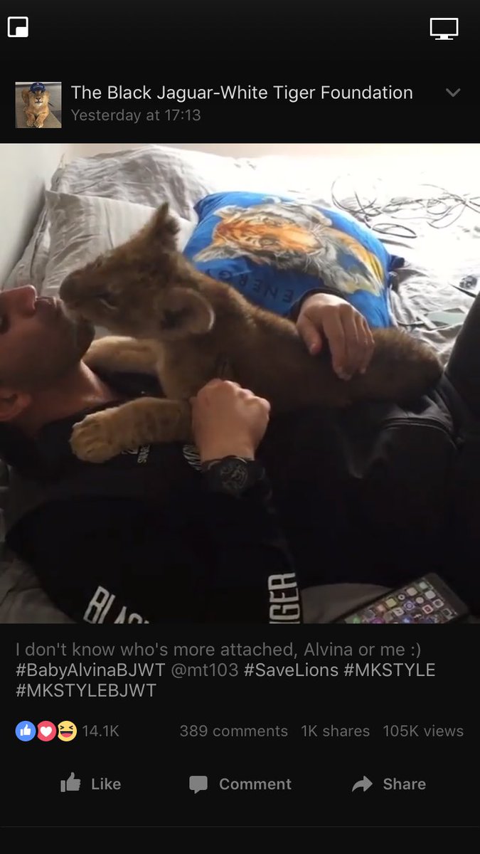 This is so adorable, Alina giving kisses and cuddles with her daddy. First thing i saw when I woke up today ❤️🦁 <a href="/BJWTC/">blackjaguarwhitetige</a>