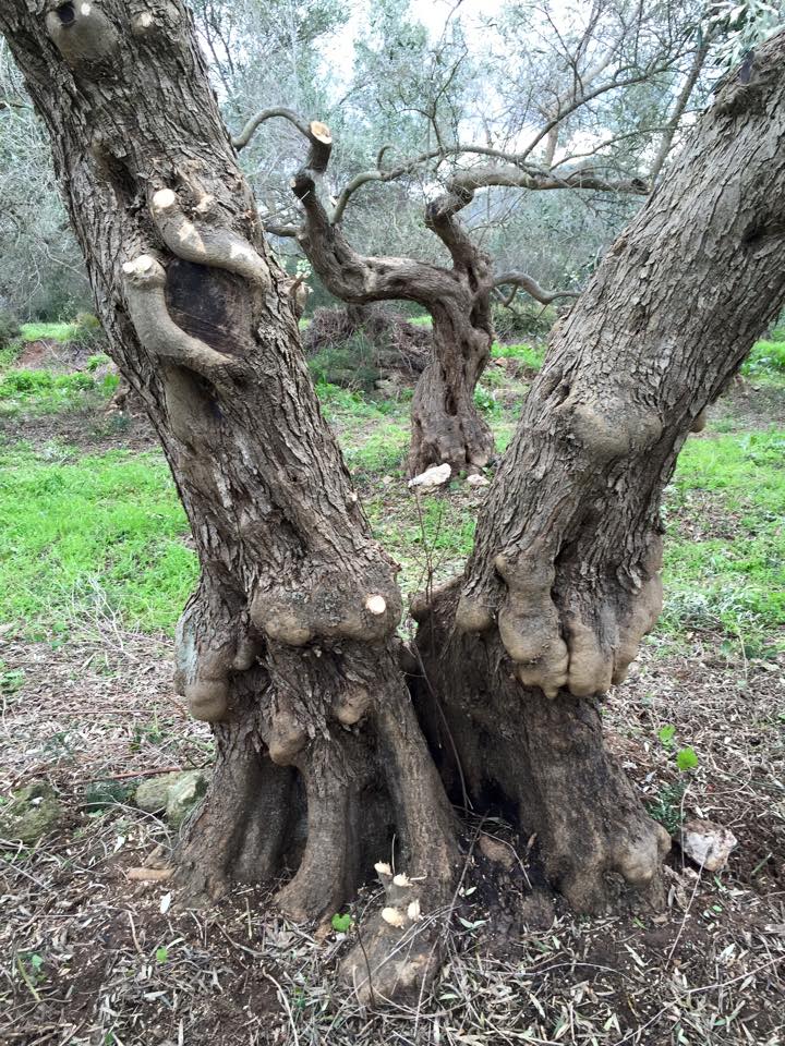 MaronOil's tweet photo. MARON Extra Virgin Olive Oil - The Olive Grove https://t.co/kTQ95lw3ot