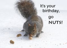 Squirrelz4lyfe's tweet photo. Happy birthday to the coolest squirrel at Geneseo!!!! @katvernon16 Ilysm stay NUTZ🎉🎉 https://t.co/xkJ7HutRwh