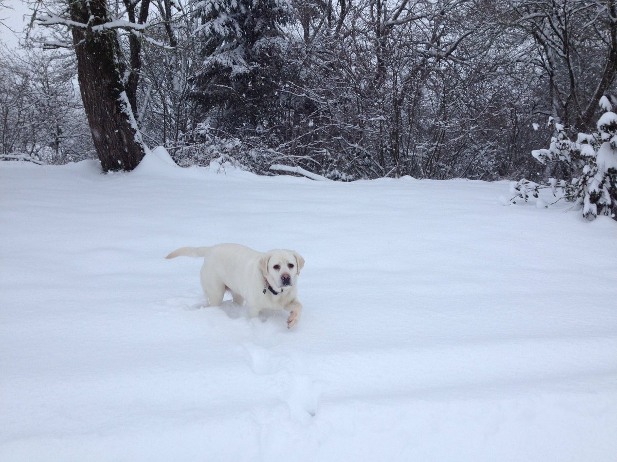 7trekky's tweet photo. ❄️🎄⭐️💫May your day be filled with good thoughts💞kind people✨and happy moments! ❤️🐾⛄️💕🎄💫 https://t.co/R1NrhvJva6