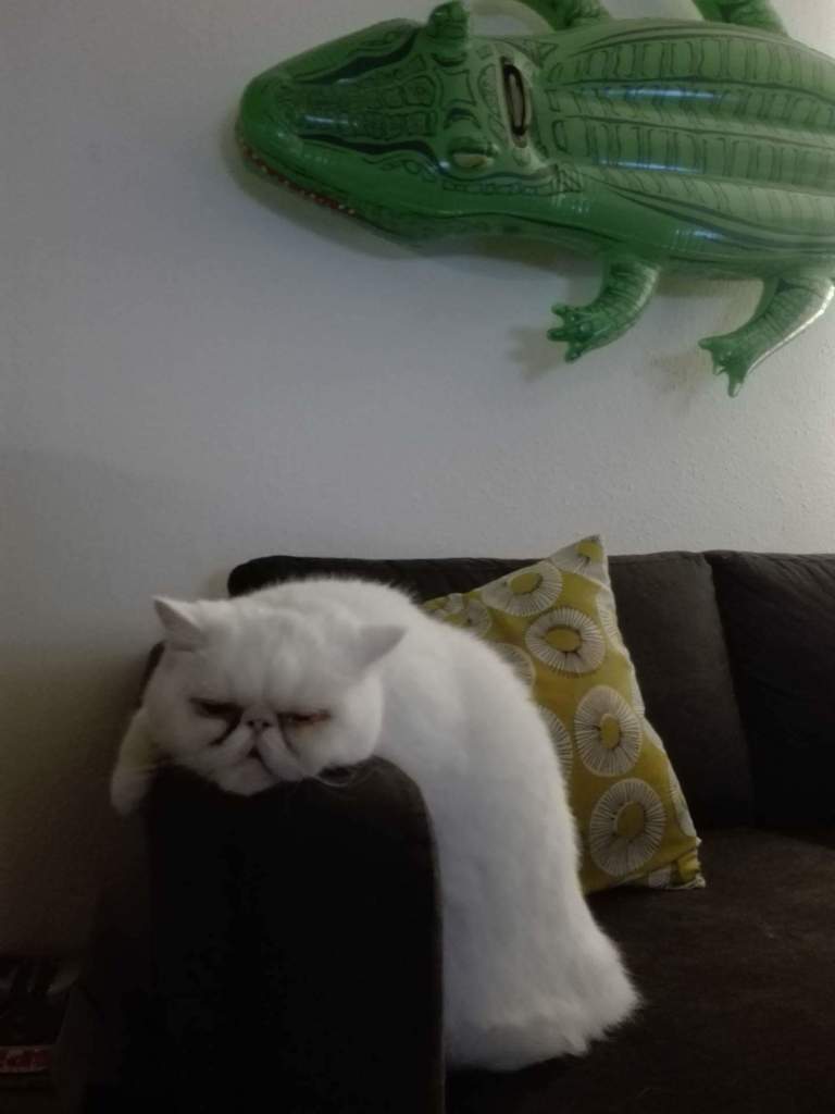 EnricoFernando7's tweet image. Non serieux vous venez ?? je m'ennuie !! le croco ne me parle plus....