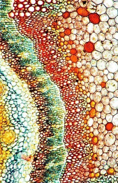 Microbmeoff's tweet photo. Voici une coupe transversale de cellules végétal
Pour découvrir l'univers des microbes, RDV sur notre Pinterest
https://t.co/hYjWfudZAY https://t.co/43sGHOePXP
