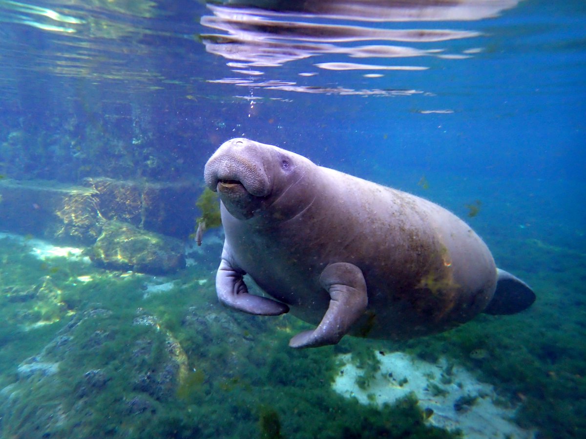 RiverSafaris's tweet photo. A beautiful shot of an adult manatee resting in House Spring. Photo credit: Gloria #manatee #seacow #gentlegiant https://t.co/HuBnJo1BSc