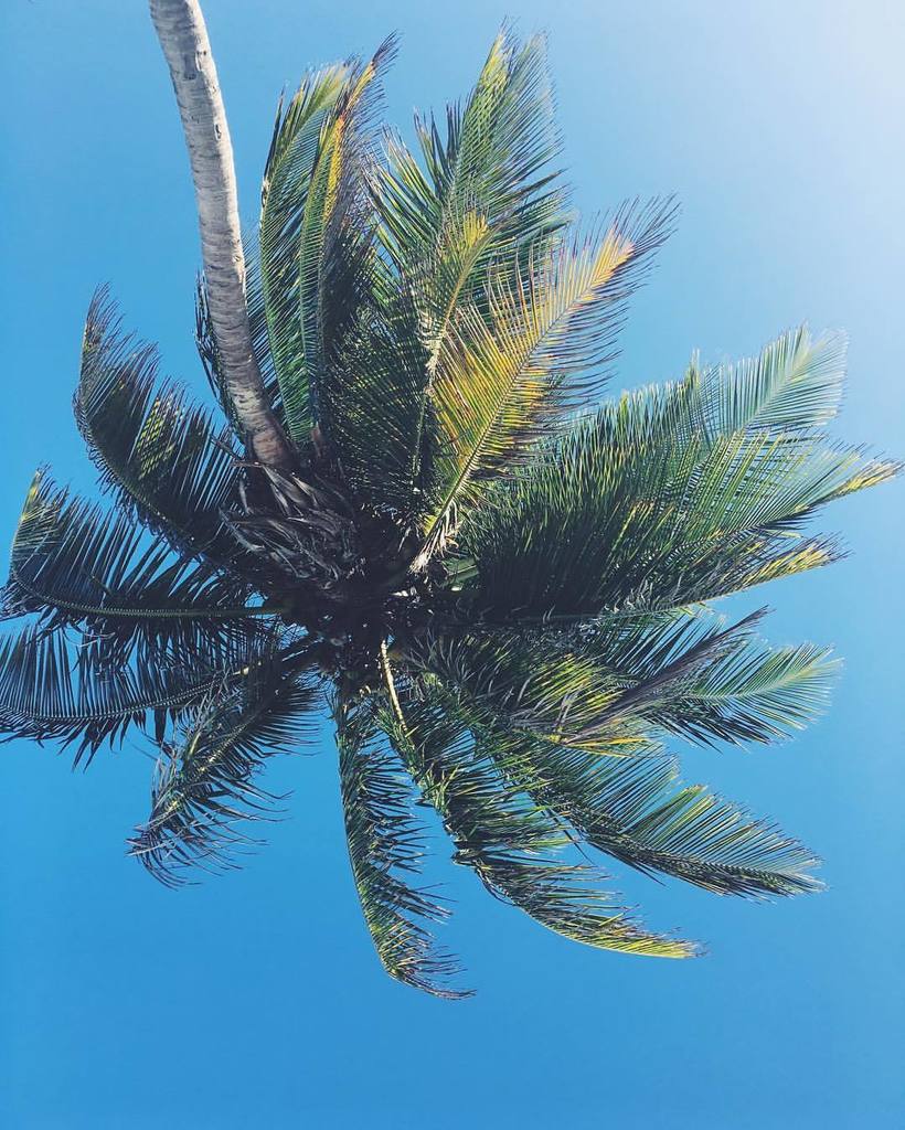#invert #palm #Tulum #Playa #Mexico
