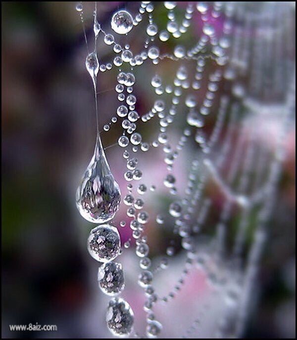gail13sa's tweet image. Pearls of nature. Beautiful. Delicate. 😊